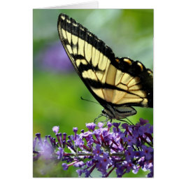 Gele en zwarte vlinder op lavender