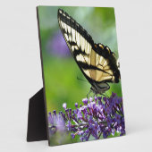 Gele en zwarte vlinder op lavender fotoplaat (Zijkant)