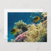 Gele en zwarte vlindervis briefkaart (Voorkant / Achterkant)