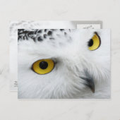 Gele-eogige sneeuwkamper briefkaart (Voorkant / Achterkant)