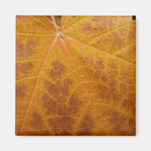 Gele esdoornblad herfst abstracte natuur magneet (Voorkant)