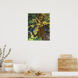 Gele esdoornbladeren en Douglas spar foto Poster