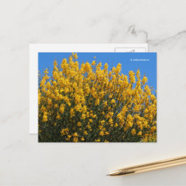 Gele False Indigo Wild Indigo Horseflyweed Briefkaart