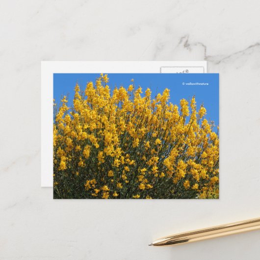 Gele False Indigo Wild Indigo Horseflyweed Briefkaart (Voorkant / Achterkant in situ)