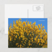 Gele False Indigo Wild Indigo Horseflyweed Briefkaart (Voorkant / Achterkant)
