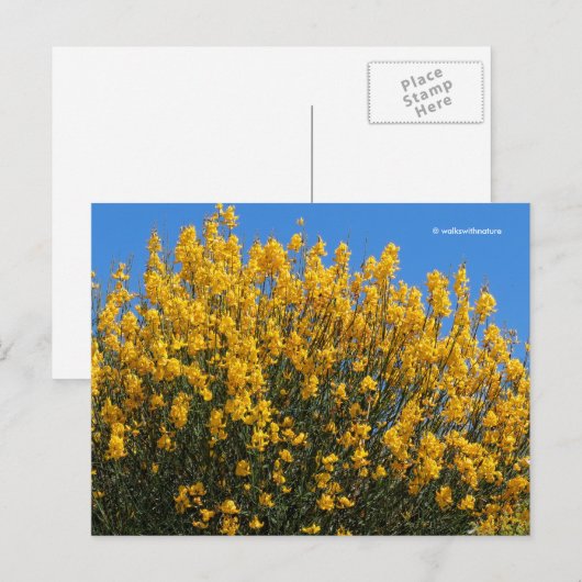 Gele False Indigo Wild Indigo Horseflyweed Briefkaart (Voorkant / Achterkant)