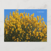Gele False Indigo Wild Indigo Horseflyweed Briefkaart (Voorkant)