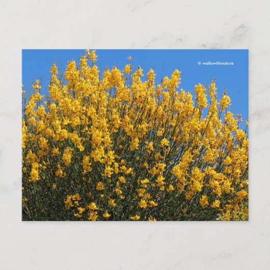 Gele False Indigo Wild Indigo Horseflyweed Briefkaart (Voorkant)