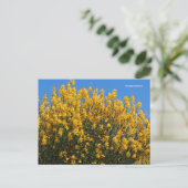 Gele False Indigo Wild Indigo Horseflyweed Briefkaart (Staand voorkant)