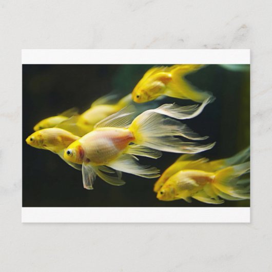 Gele Fancy aquariumGoldvis Briefkaart (Voorkant)