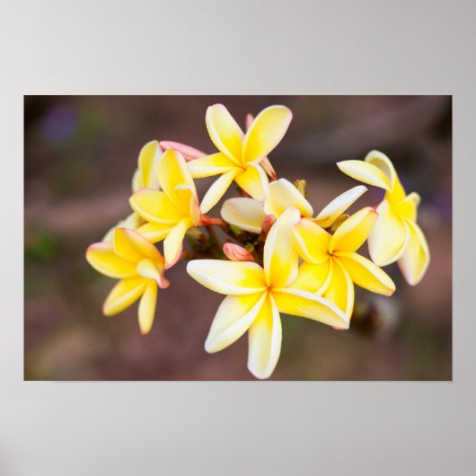 Gele frangipani bloemen poster (Voorkant)