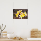 Gele frangipani bloemen poster (Keuken)