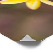 Gele frangipani bloemen poster (Hoek)