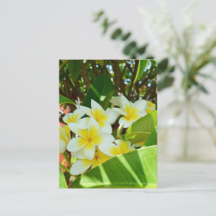 Gele frangipanis die op een boom groeit, briefkaart