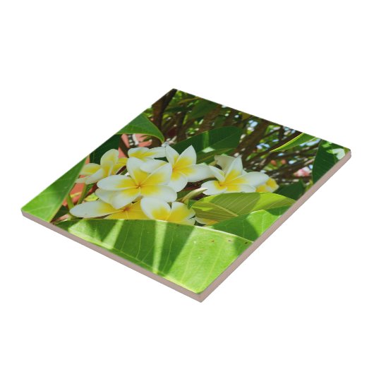 Gele frangipanis die op een boom groeit, tegeltje (Zijkant)