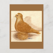 Gele Frillback Pigeon Briefkaart (Voorkant)