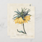 Gele Fritillaria Botanisch Briefkaart (Voorkant / Achterkant)