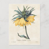 Gele Fritillaria  Botanisch Briefkaart (Voorkant)