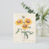 Gele Gaillardia  Botanische illustratie Briefkaart (Staand voorkant)