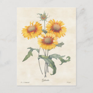 Gele Gaillardia  Botanische illustratie Briefkaart