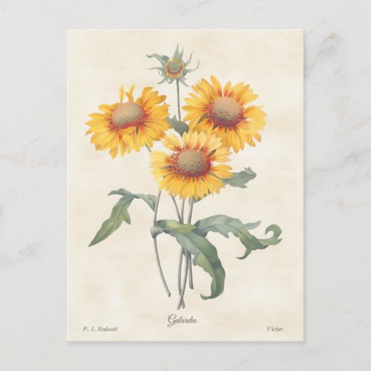 Gele Gaillardia  Botanische illustratie Briefkaart (Voorkant)