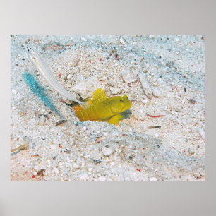 Gele garnaal Goby Poster
