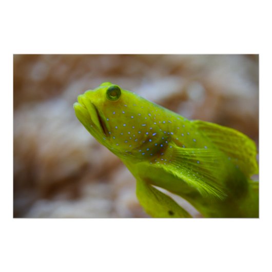 Gele garnaal poster (Voorkant)