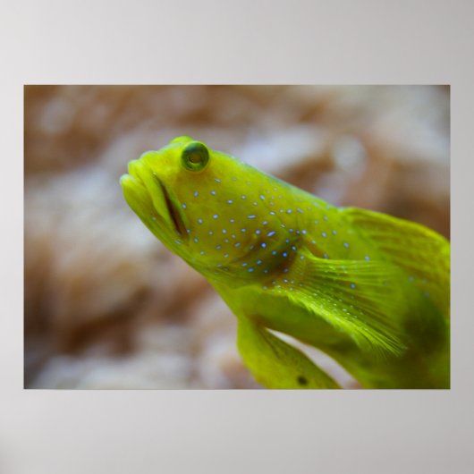 Gele garnaal poster (Voorkant)