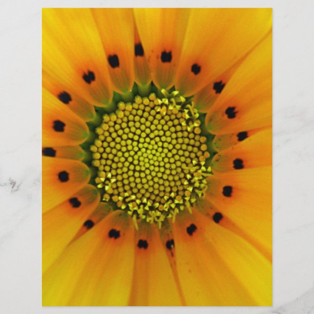 Gele Gazania (Voorkant)