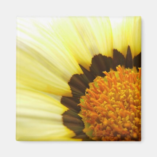Gele Gazania Magnet (Voorkant)
