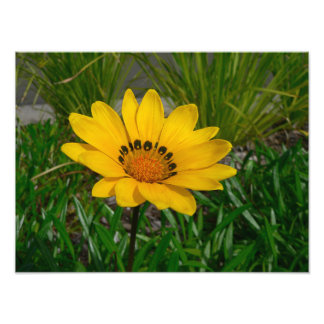 Gele Gazania-margrietbloem Foto Afdruk