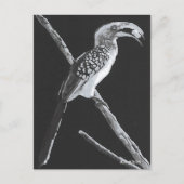 Gele gefactureerde hornbill, Kalahari Animal Briefkaart (Voorkant)