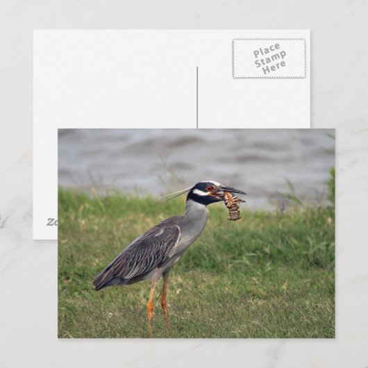 Gele gekroonde nachtreiger die een Crawdad eet Briefkaart (Voorkant / Achterkant)