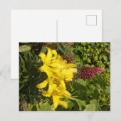 Gele gele gelilies briefkaart (Voorkant / Achterkant)