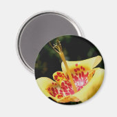 Gele Gele Lelie Bloem Fotografie Magneet (Voorkant / Achterkant)