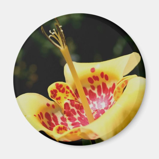 Gele Gele Lelie Bloem Fotografie Magneet (Voorkant)