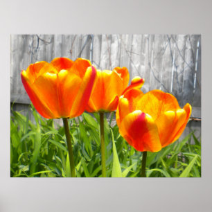 Gele gele rode tulpen poster