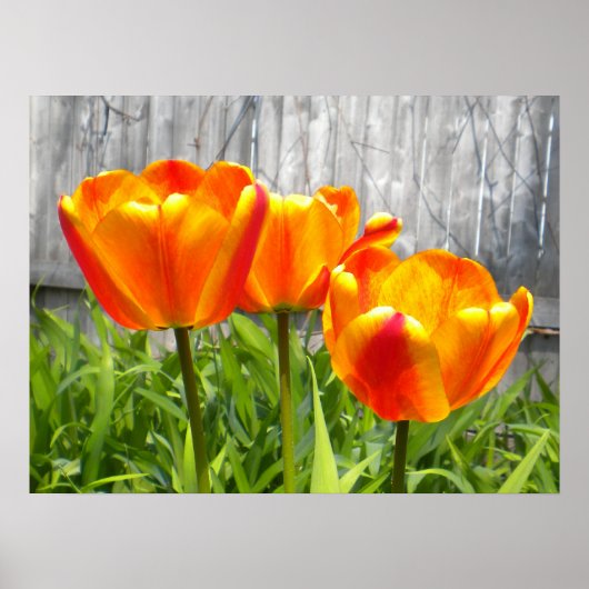 Gele gele rode tulpen poster (Voorkant)