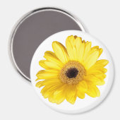 Gele Gerber Daisy Flower Close-up foto Magneet (Voorkant / Achterkant)