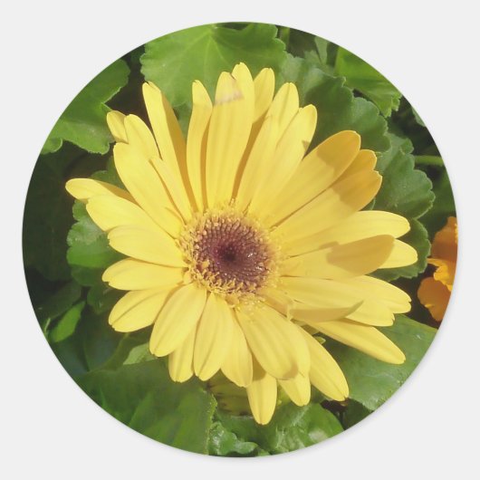 Gele Gerber Daisy Sticker (Voorkant)