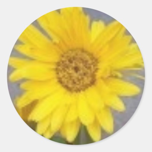 Gele Gerber Daisy Sticker (Voorkant)