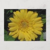 Gele Gerber/Gerbera Daisy Briefkaart (Voorkant)