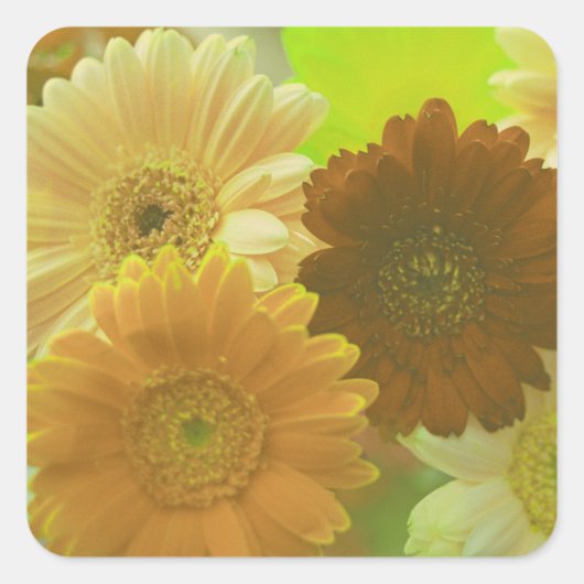 Gele Gerbera Daisy Flowers Art Sticker Decals (Voorkant)