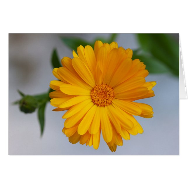 Gele Gerbera Daisy Wildflower (Voorkant Horizontaal)