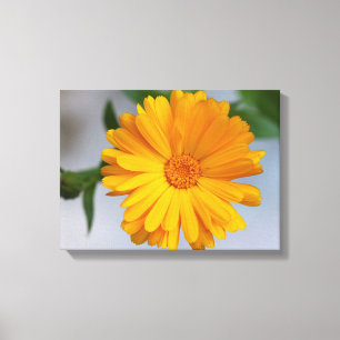 Gele Gerbera Daisy Wildflower Canvas Afdruk
