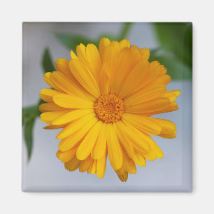 Gele Gerbera Daisy Wildflower Magneet