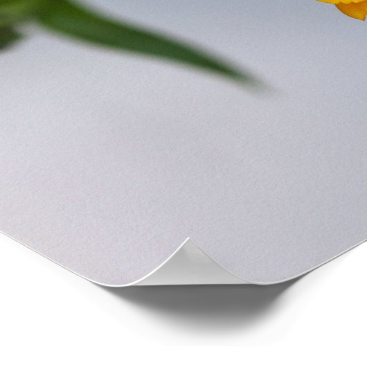 Gele Gerbera Daisy Wildflower Poster (Hoek)