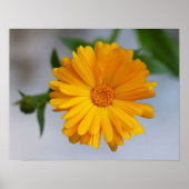 Gele Gerbera Daisy Wildflower Poster (Voorkant)