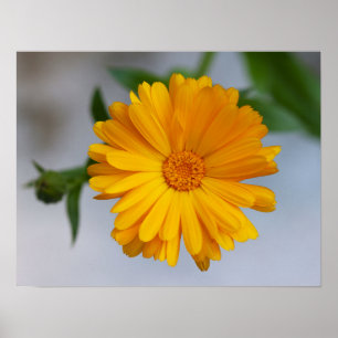 Gele Gerbera Daisy Wildflower Poster