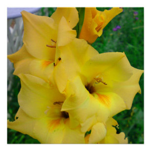 Gele Gladiola Poster